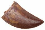Serrated, Juvenile Carcharodontosaurus Tooth - Beautiful Tooth #235999-1
